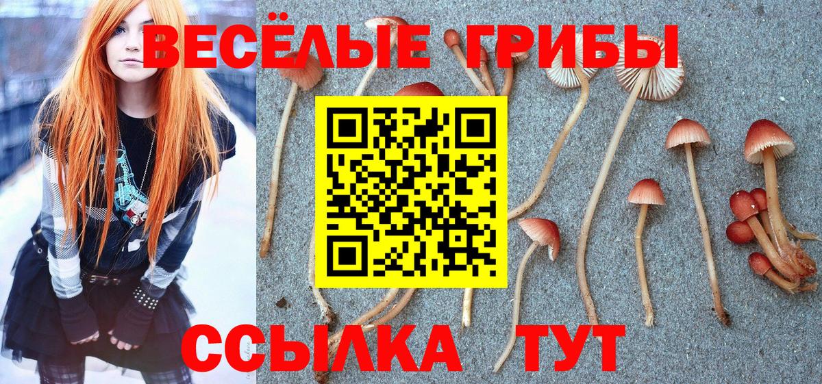 как найти закладки  Кашира  Псилоцибиновые грибы Psilocybe  Псилоцибиновые грибы GOLDEN TEACHER 